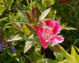 Clarkia amoena