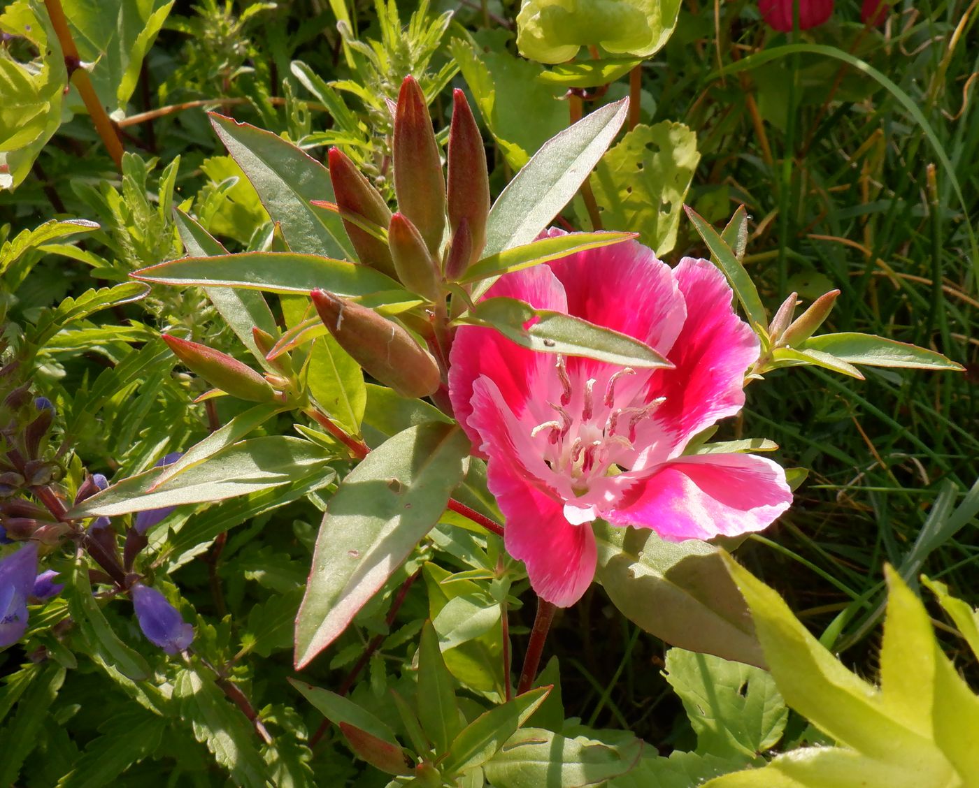 Изображение особи Clarkia amoena.