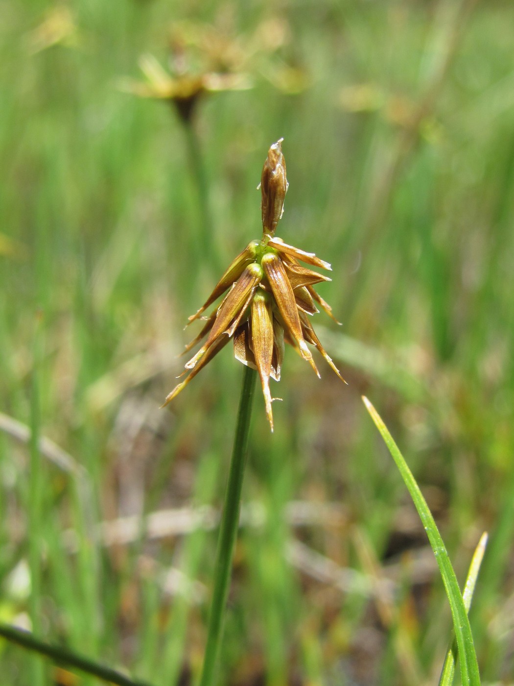 Image of Carex microglochin specimen.