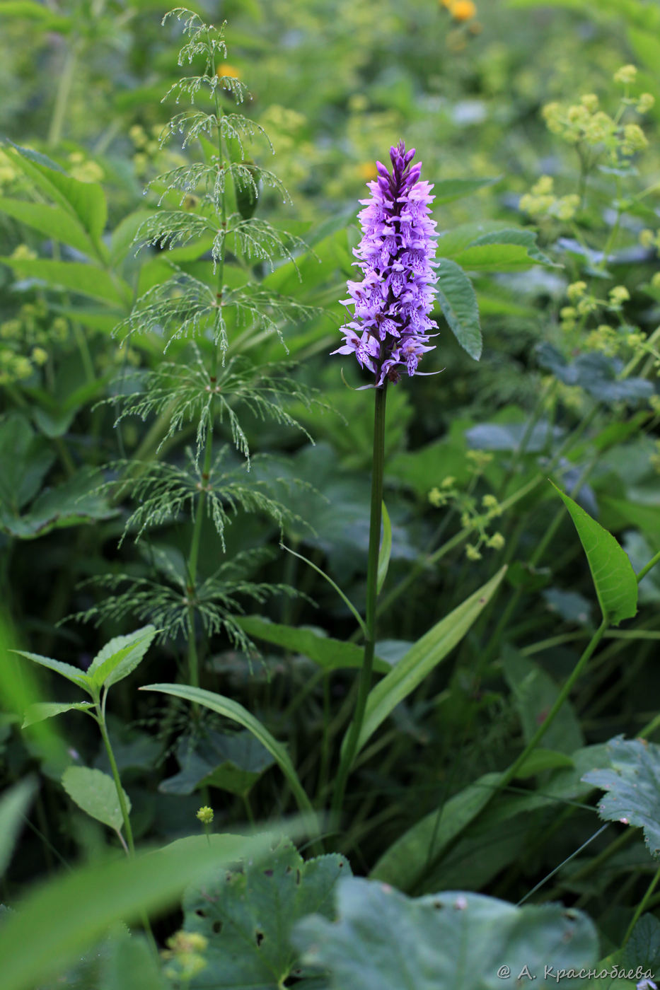 Изображение особи Dactylorhiza fuchsii.