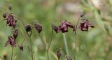 Aquilegia atrovinosa