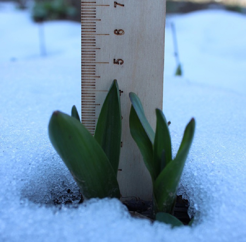 Image of Colchicum autumnale specimen.