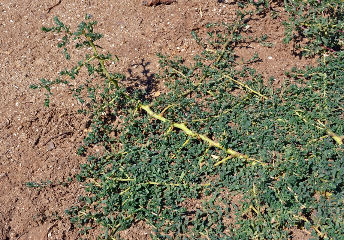 Image of Bassia hyssopifolia specimen.