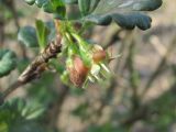 Grossularia uva-crispa. Цветок и бутон. Краснодарский край, Абинский р-н, ст-ца Холмская, у жилья. 11.03.2020.
