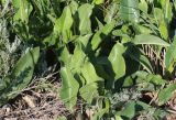 Limonium scoparium. Листья. Краснодарский край, м/о Анапа, окр. станицы Благовещенская, Бугазская коса, берег Бугазского лимана. 09.06.2019.