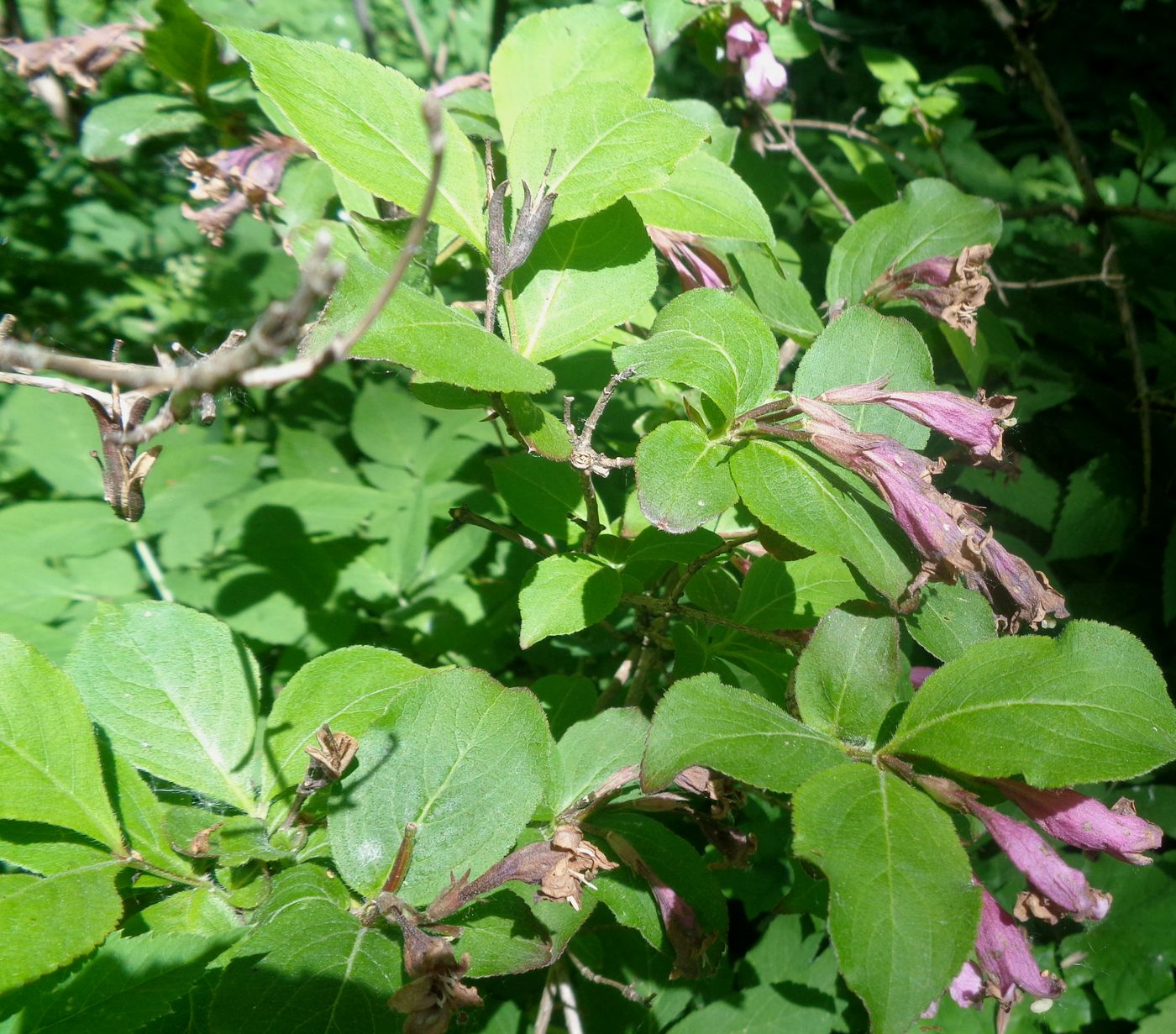 Image of Weigela praecox specimen.