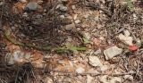 Rumex bucephalophorus. Вынутое из почвы цветущее растение. Израиль, г. Кирьят-Оно, пустырь. 11.03.2020.