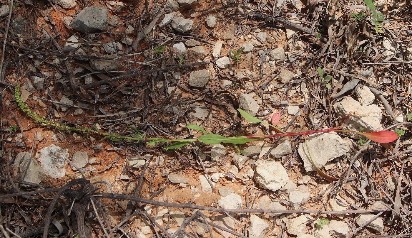 Image of Rumex bucephalophorus specimen.