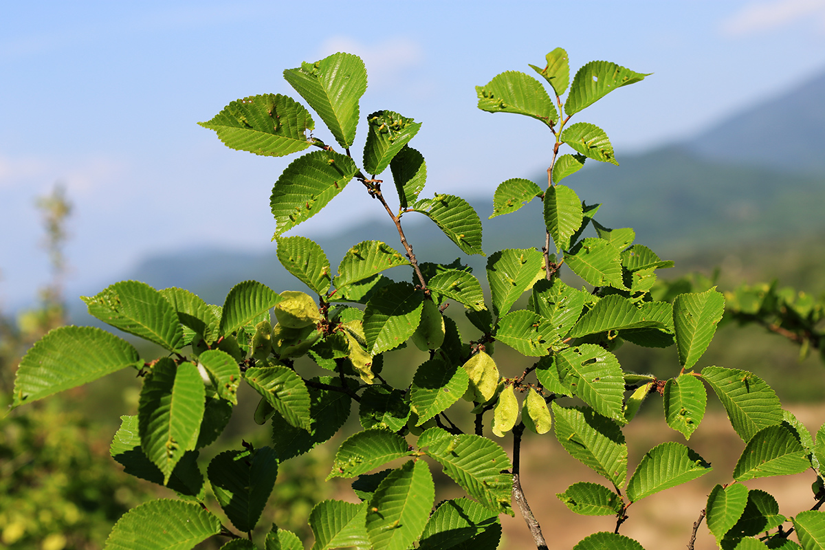 Image of Ulmus macrocarpa specimen.