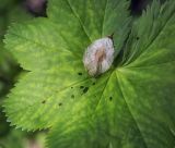 Ulmus glabra. Опавший плод на пластине листа Alchemilla. Пермский край, г. Пермь, Кировский р-н, мкр. Берёзовая Роща, сложный и смешанный лес. 29.05.2021.