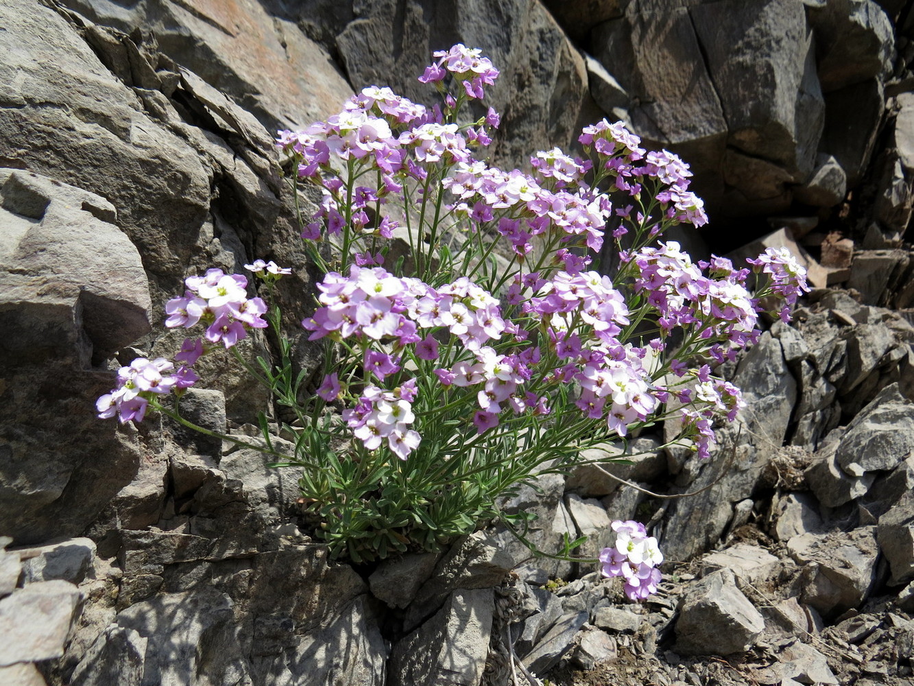 Image of Stevenia incarnata specimen.