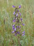 Campanula sibirica