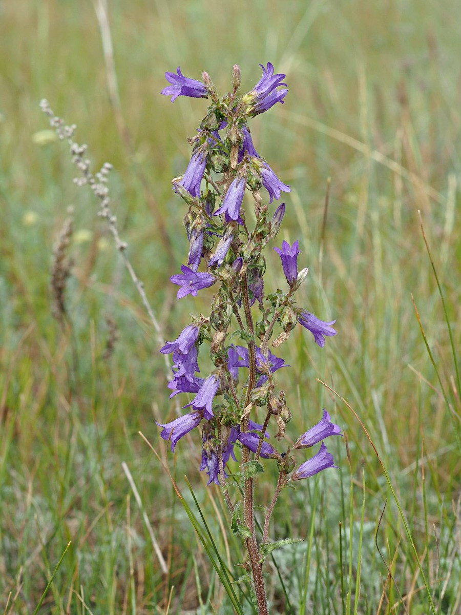 Изображение особи Campanula sibirica.