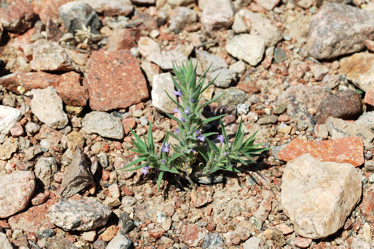 Image of Ziziphora tenuior specimen.