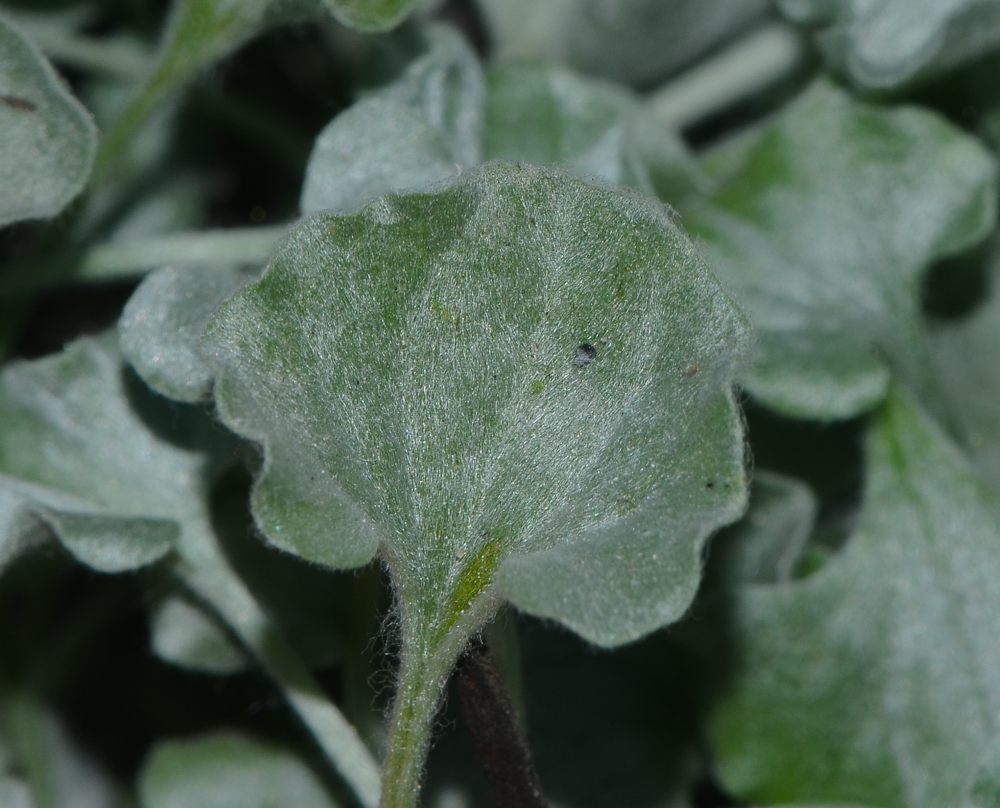 Image of Dichondra argentea specimen.