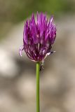 Allium barsczewskii. Соцветие. Южный Казахстан, южные предгорья Боролдайтау, вершина 797.3. 20.05.2010.