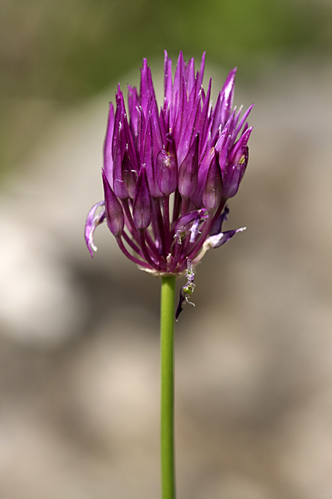 Image of Allium barsczewskii specimen.
