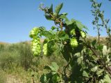 Humulus lupulus. Верхушка побега с соплодиями на ветви Crataegus turkestanica. Казахстан, Жамбылская обл., Жуалынский р-н, хр. Боралдайтау, долина р. Боралдай, ур. Уркумбайсай, тугай. 10 августа 2021 г.