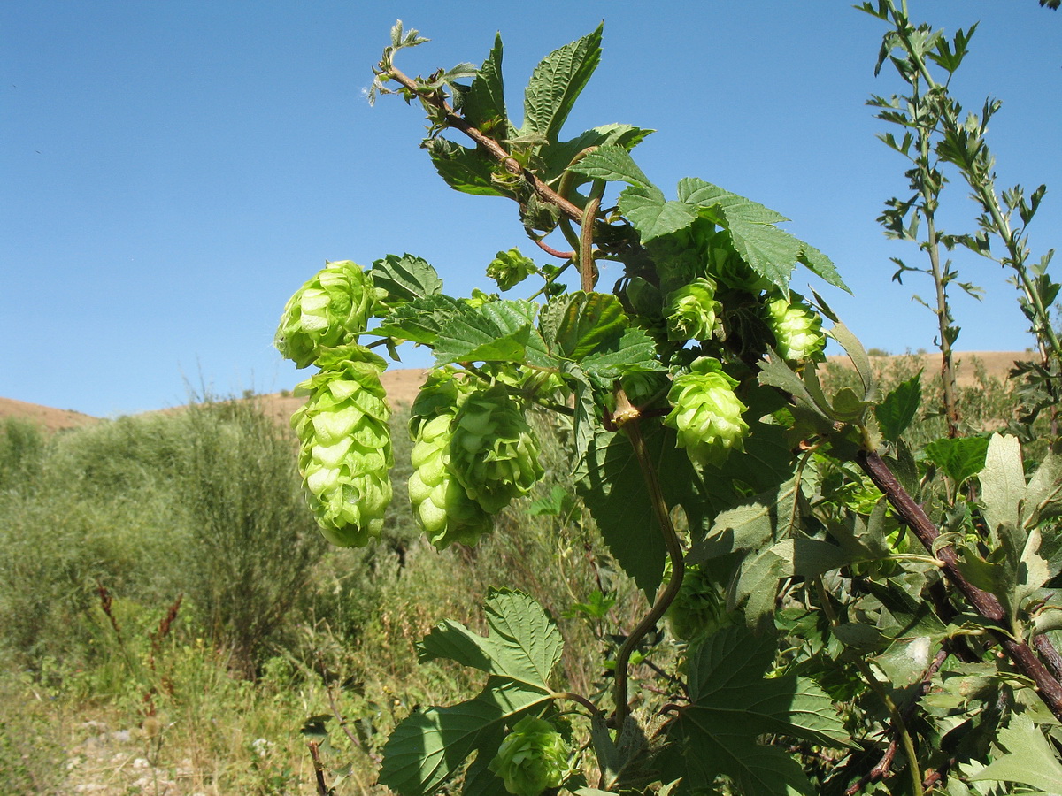 Изображение особи Humulus lupulus.