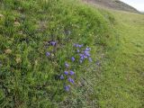 Campanula rotundifolia. Цветущие растения в сообществе с Equisetum. Гыданский п-ов, побережье Обской губы, склон холма. 06.08.2021.