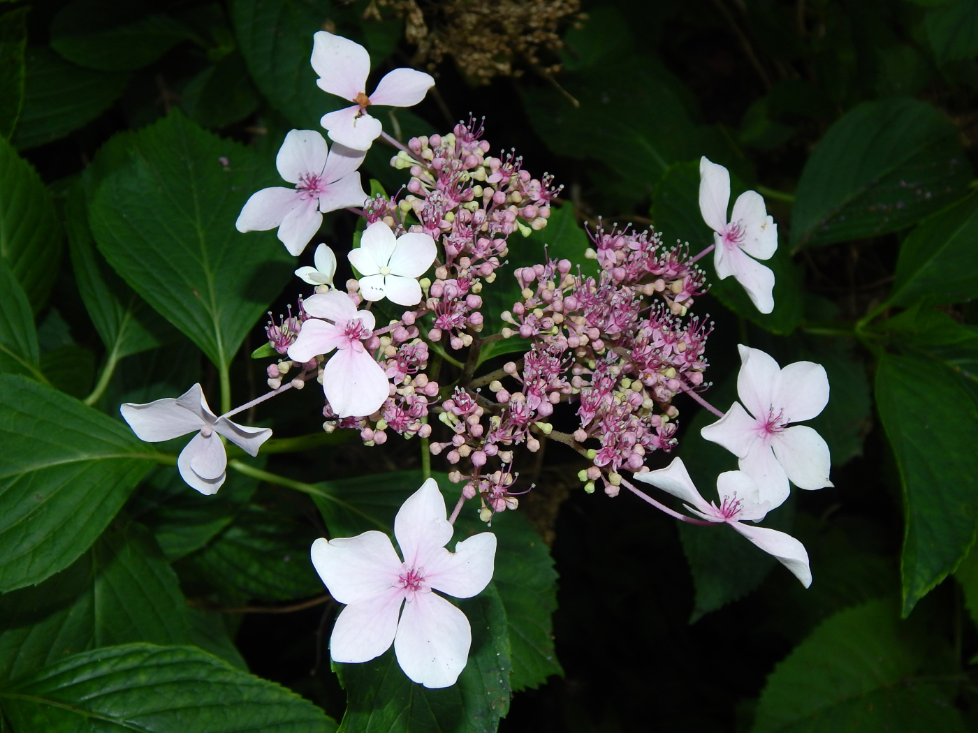 Image of Hydrangea macrophylla specimen.