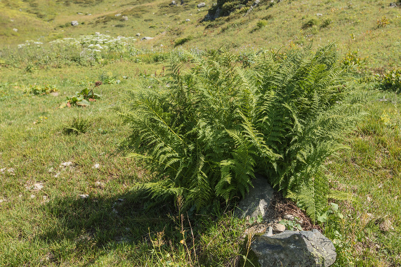 Изображение особи Athyrium distentifolium.