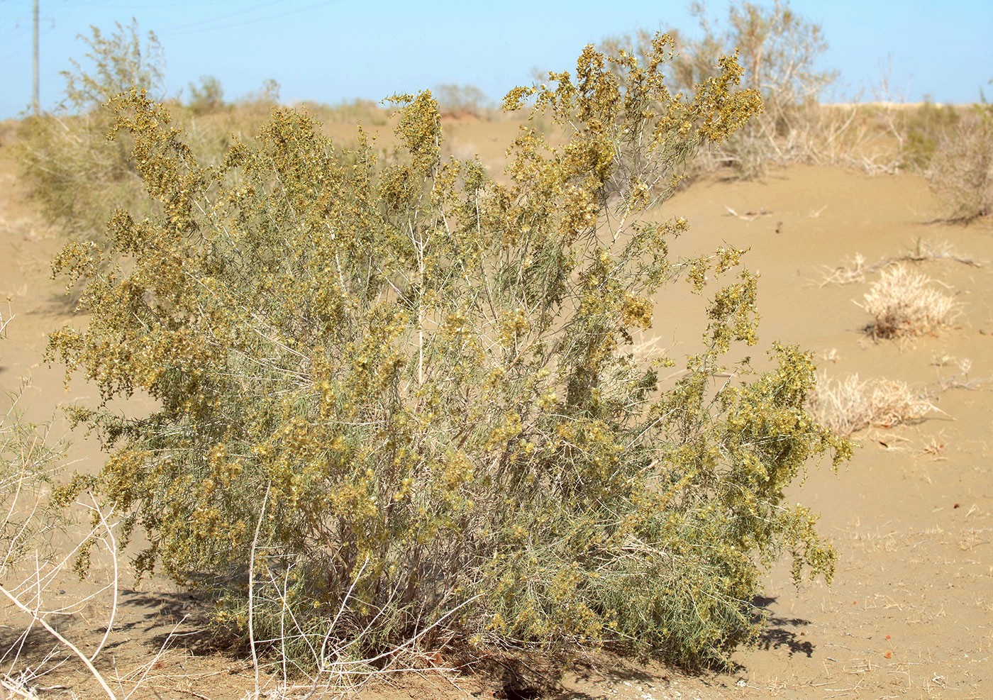 Изображение особи Salsola richteri.