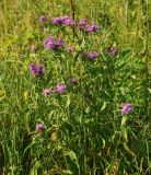 Centaurea pseudophrygia