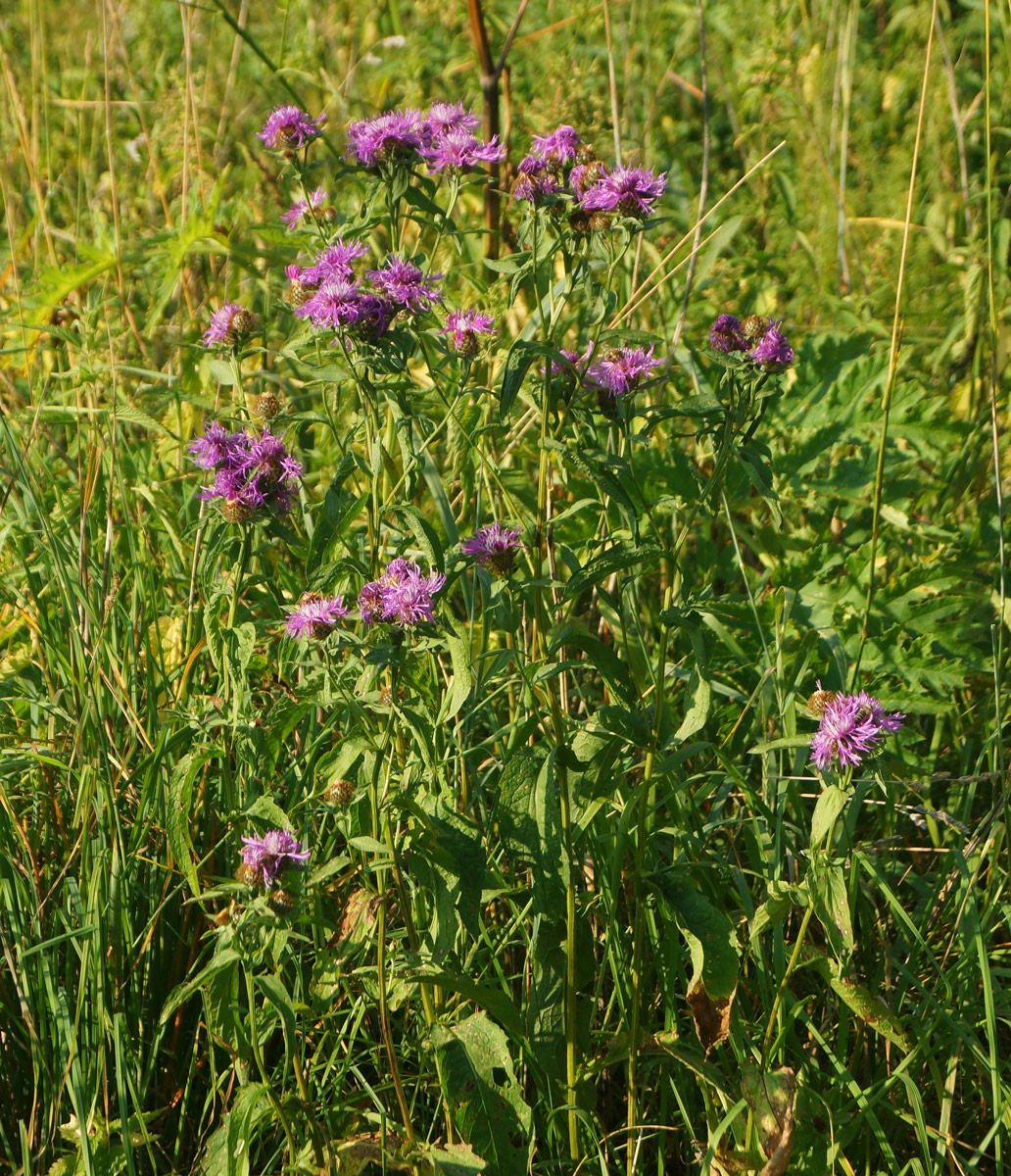 Изображение особи Centaurea pseudophrygia.