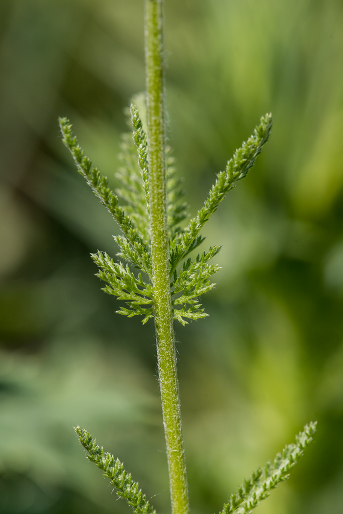 Изображение особи род Achillea.