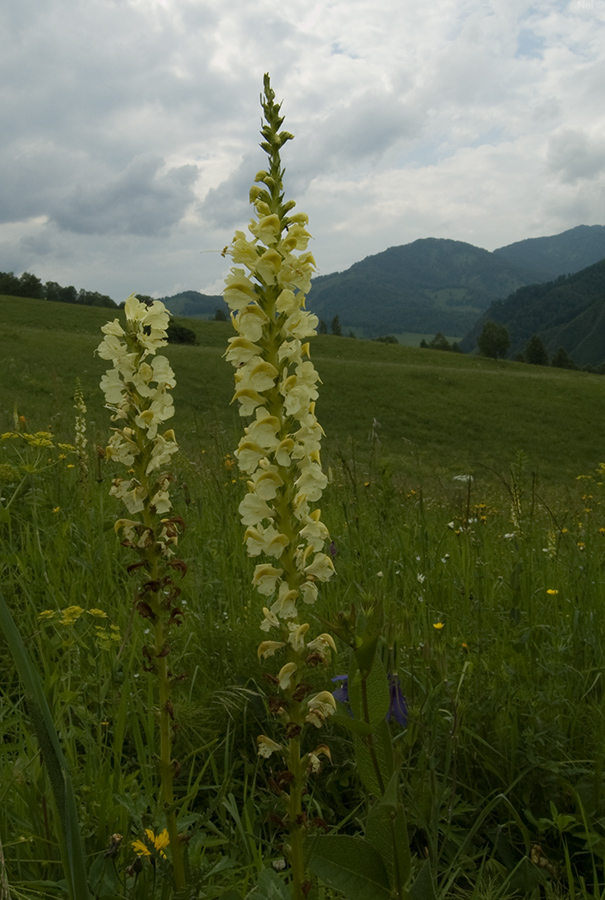 Изображение особи Pedicularis incarnata.