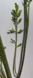 Papaver tichomirovii