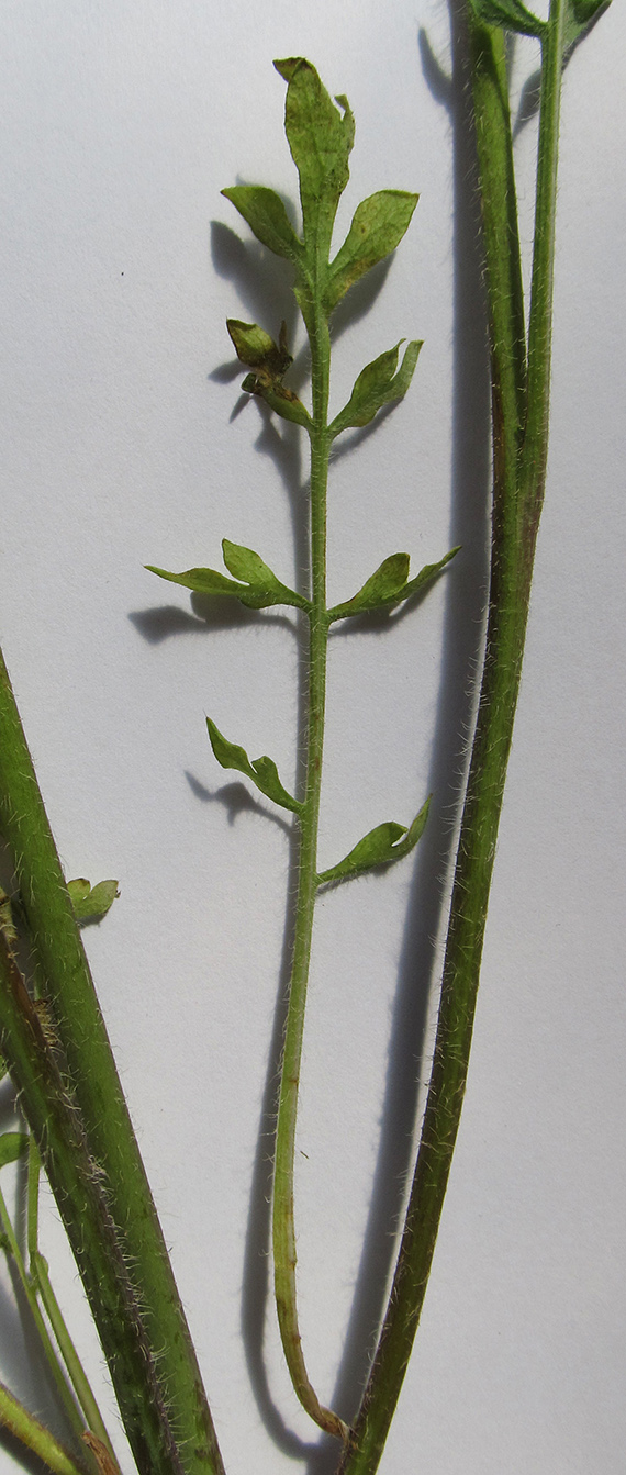 Image of Papaver tichomirovii specimen.