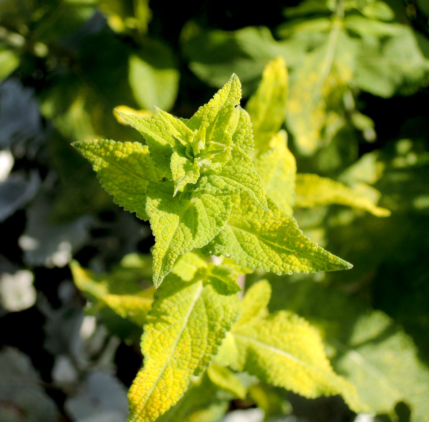 Изображение особи Salvia tesquicola.