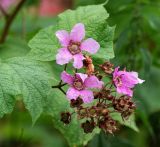 Rubus odoratus. Верхушка побега с соцветием. Республика Коми, г. Сыктывкар, ул. Ботанический сад, Ботсад СГУ. 14.09.2019.