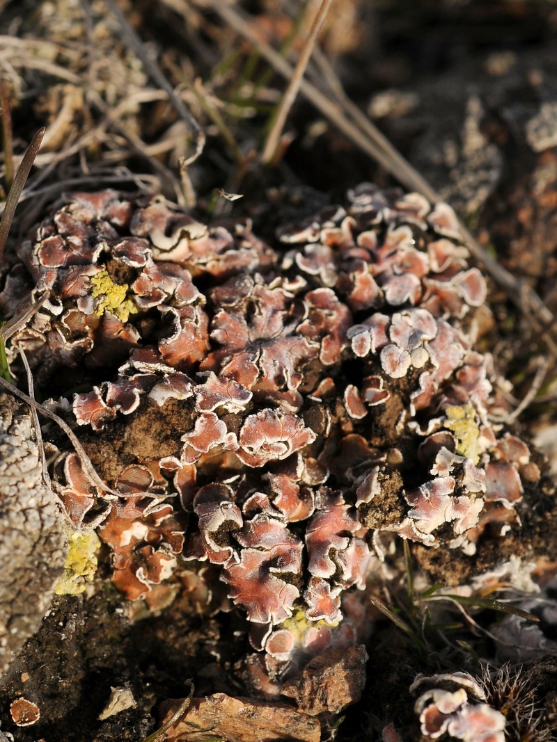 Image of Psora decipiens specimen.