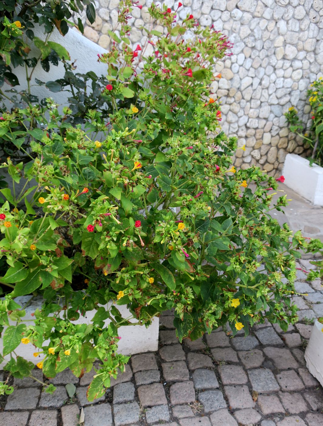 Image of Mirabilis jalapa specimen.