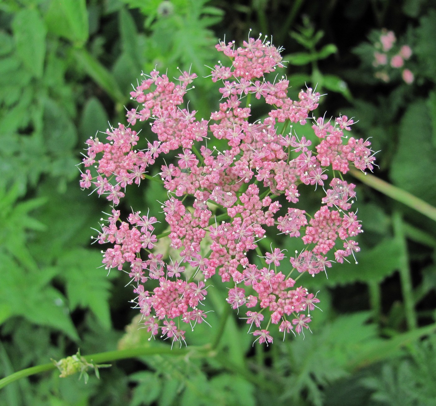 Image of Pimpinella rhodantha specimen.