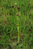 Ophrys mammosa