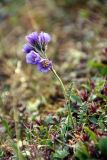 Polemonium boreale. Цветущее растение. Таймыр, река Мамонт, тундра и скалистые берега реки. 4 августа 2013 г.