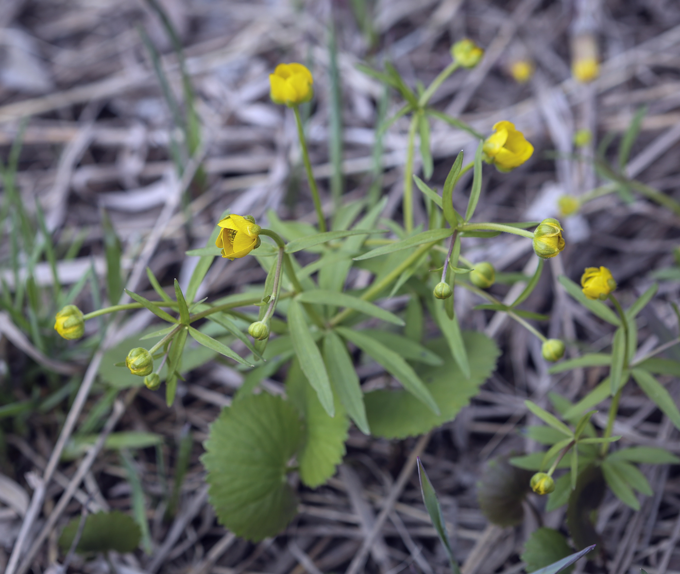 Изображение особи Ranunculus monophyllus.