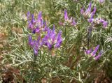 Astragalus circassicus