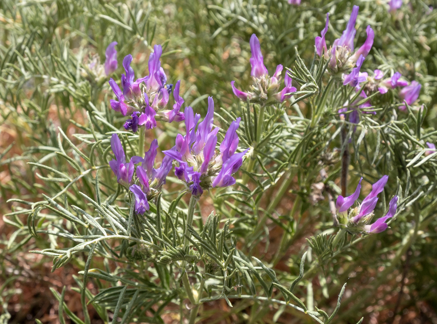 Изображение особи Astragalus circassicus.