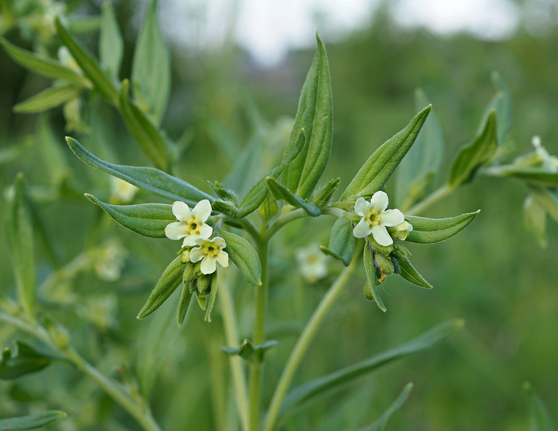 Image of Lithospermum officinale specimen.