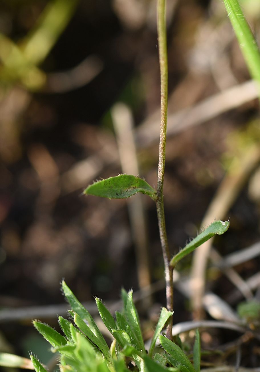 Image of Draba siliquosa specimen.