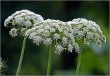 Daucus sativus