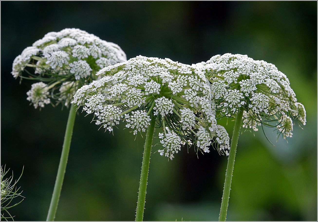 Изображение особи Daucus sativus.