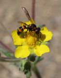 Potentilla sericea