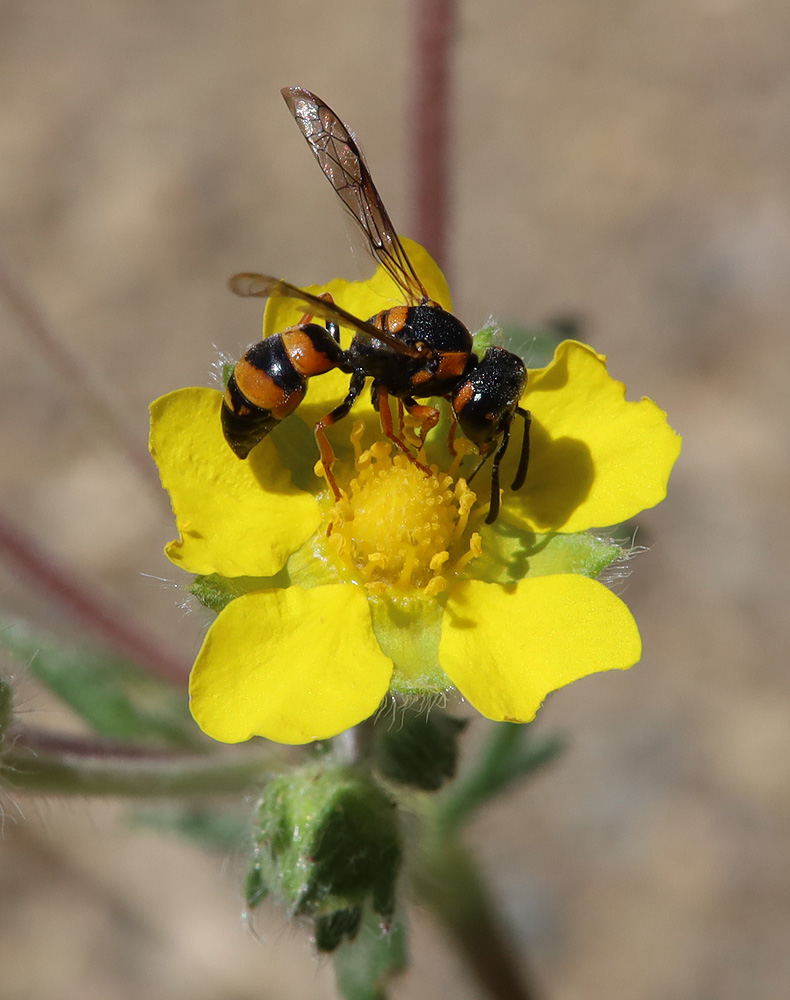 Изображение особи Potentilla sericea.