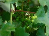Vitis vinifera